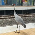 Brolga (Antigone rubicunda) AKA Australian Crane named ‘Bruce‘ at a train station in Moreton Bay, Queensland, Australia